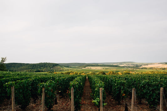 Vignoble de champagne – Maison Mouche